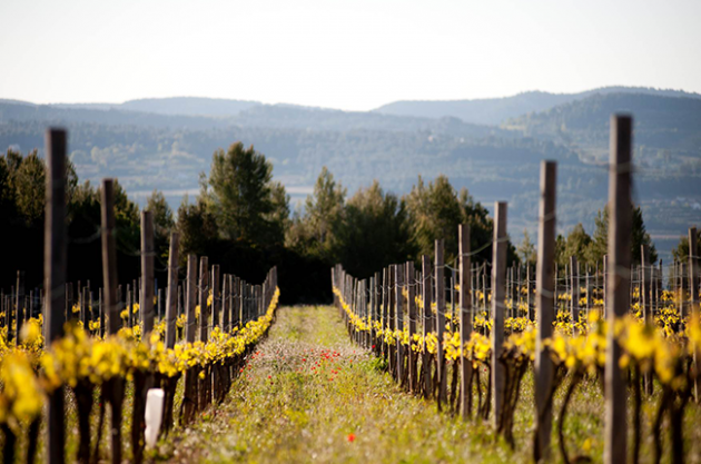 Cava country, Spain