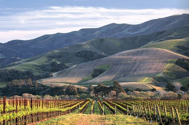 Where to find the best Californian Pinot Noir
