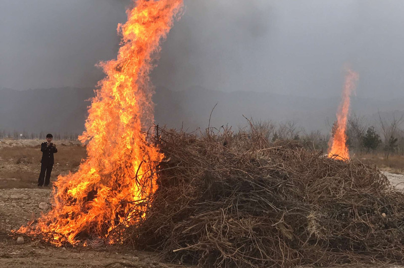 Ningxia destroys thousands of virus-infected young vines