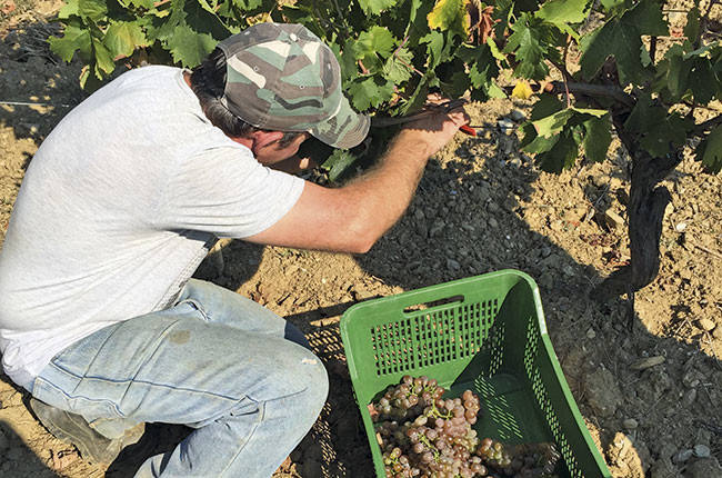 Gorgona: The wine made by prisoners