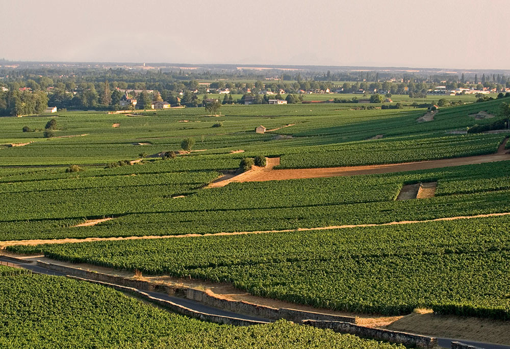 Beaune: heartland of value Burgundy