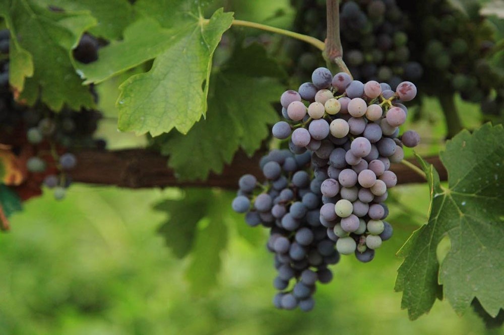 转色期是什么?中国葡萄酒产区转色期缤纷图集 | 葡萄酒摄影