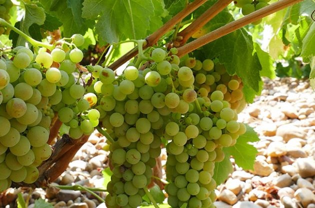 图片：卢埃达产区的主要葡萄品种“青葡萄”，版权：Jose Berdon