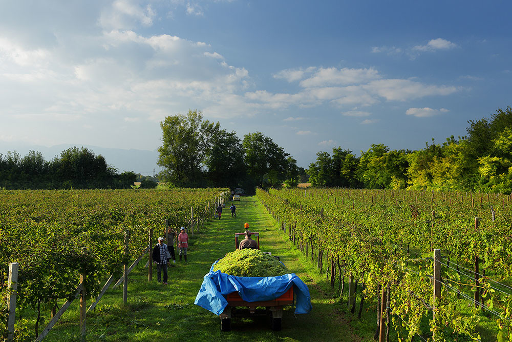 Friulani La Delizia white wines: The land, the air and the spirit of Friuli