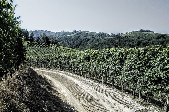 Barbaresco – myth and reality