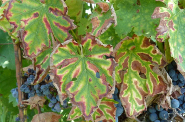 Grapevine trunk disease – the ‘next phylloxera’