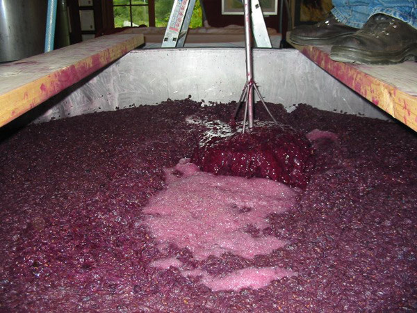 Yeasts: do you know what’s flavouring your wine?