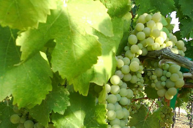 Viognier (white)