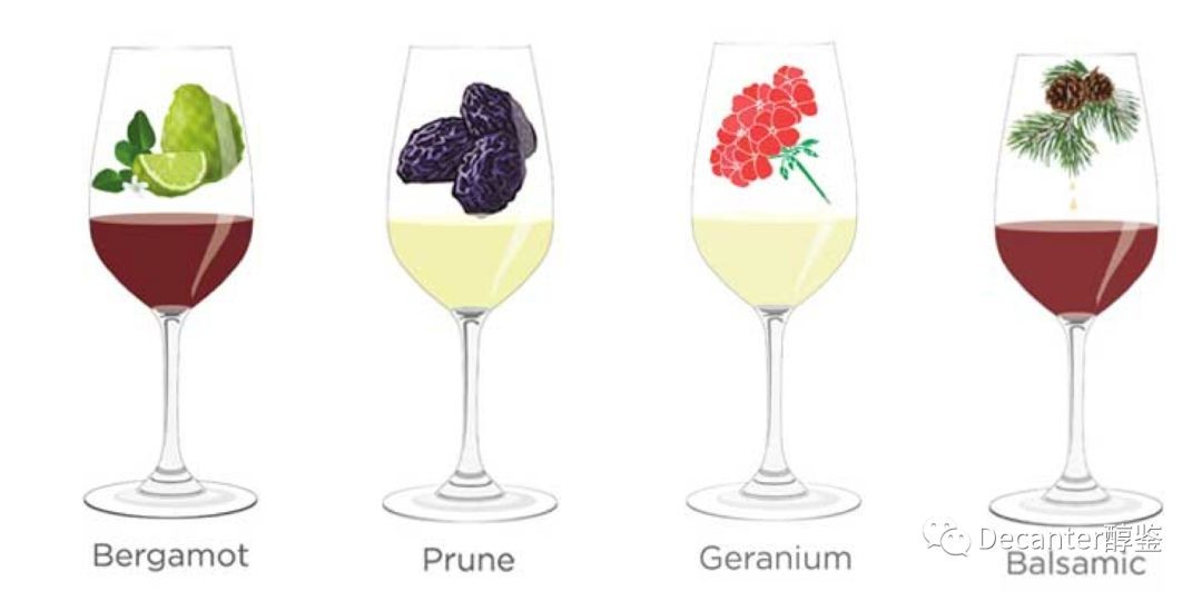 Tasting notes decoded: Bergamot, Prune, Geranium and Balsamic
