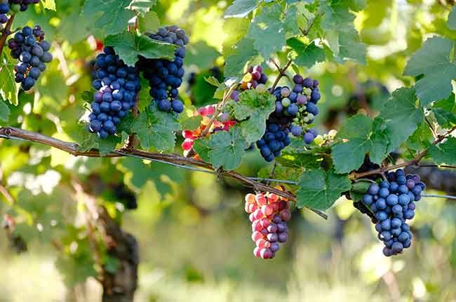 Grape variety guide to Castilla y Léon
