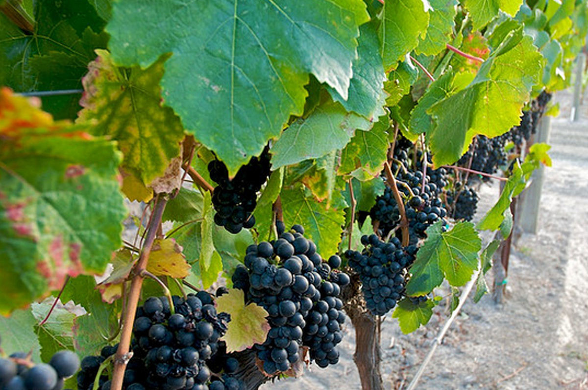 What does Petit Verdot add to a wine? - Ask Decanter