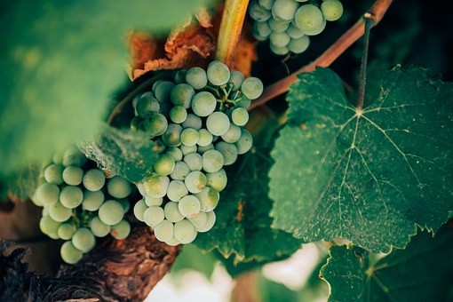 What is green harvesting? - Ask Decanter