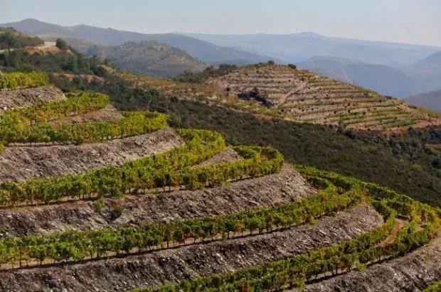On rocky ground: The science of soil and wine taste