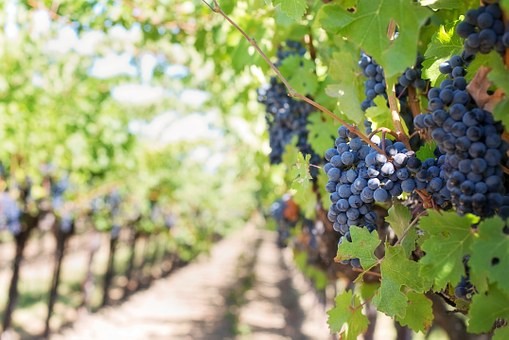 Nebbiolo beyond Italy - Ask Decanter