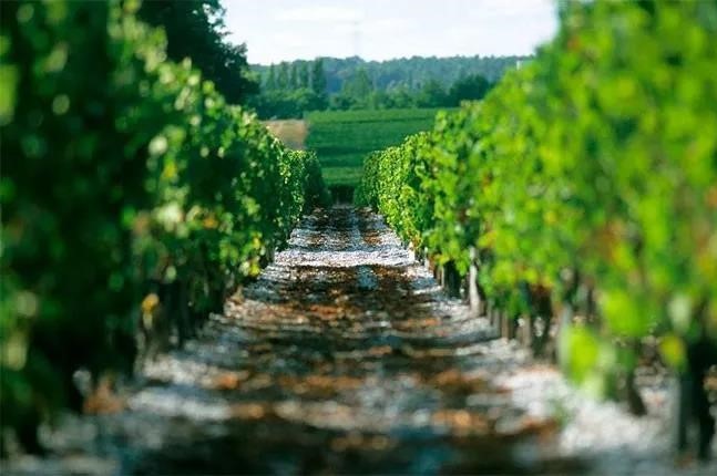 What makes a good Bordeaux vintage?