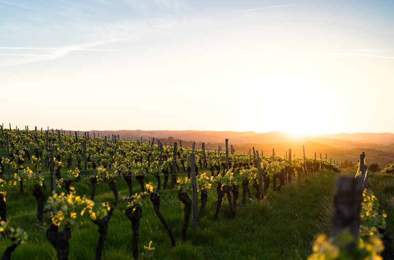 How do winemakers combat heatwaves? - Ask Decanter