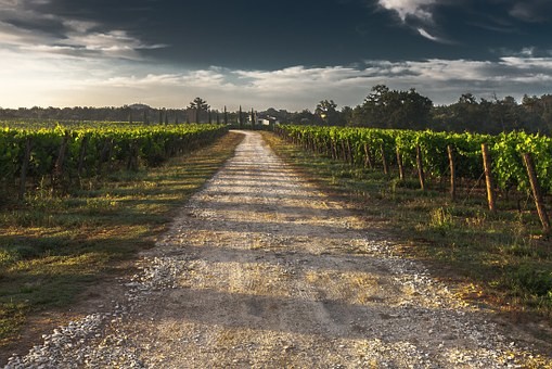 Champagne 2008: A ‘miracle year’?