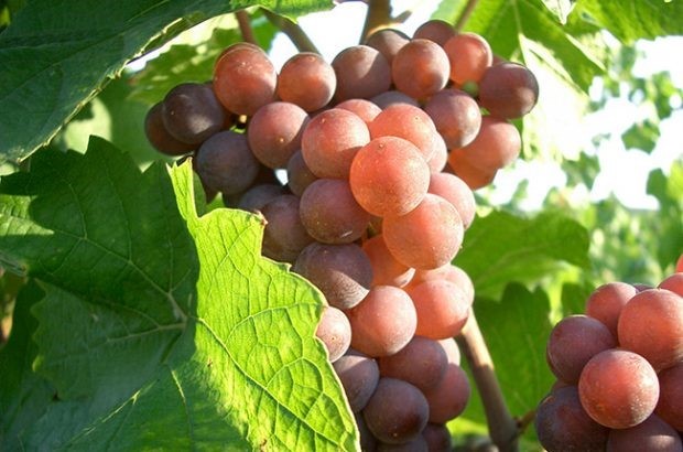 Pink Pinot Grigio: Is this the most authentic version? - Ask Decanter