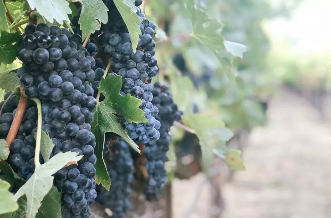 Are hybrid and ancestral wines on the rise?