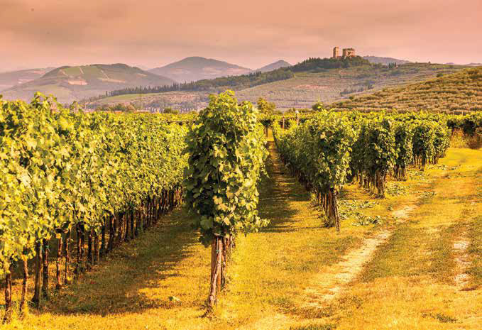 Tenuta Sant’Antonio Getting to the heart of the Valpolicella