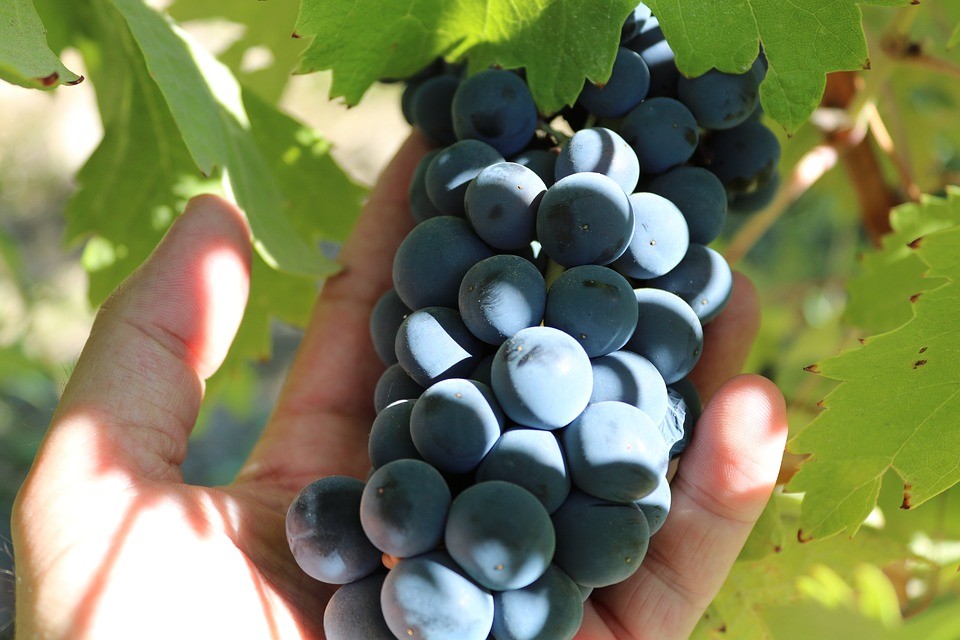 What’s the difference between Syrah and Shiraz? - Ask Decanter