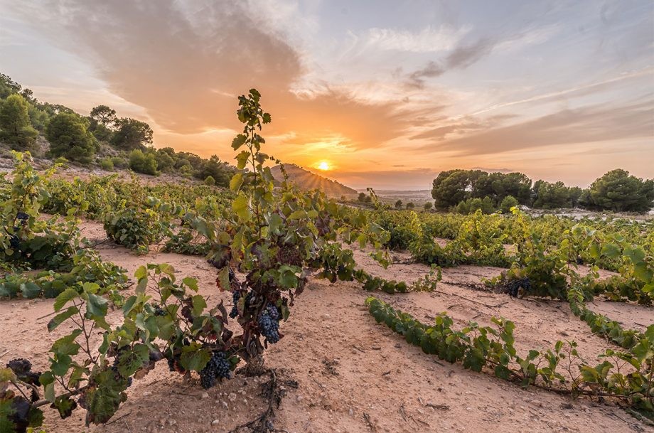 胡米亚（Jumilla）产区指南