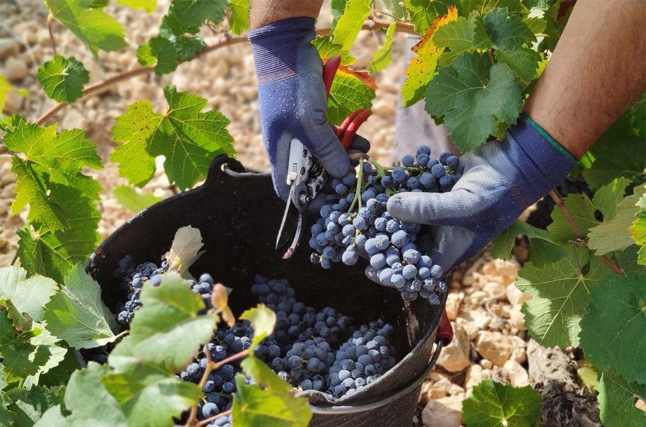 Jumilla: Grapes and flavours