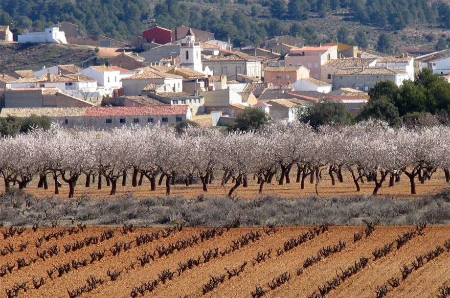 Utiel-Requena: Organic Champions