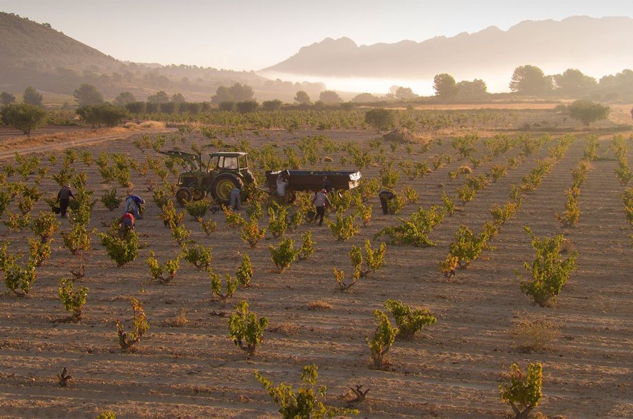 The red wines of Jumilla