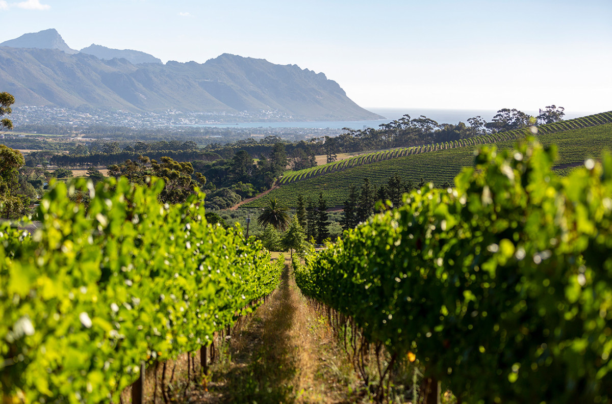 Journey’s End Vineyards, a South African winery and a force for good