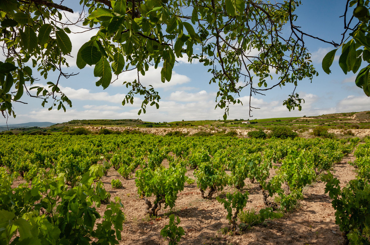 穆丽尔酒庄（Muriel Wines）: 融贯古今里奥哈的新气象