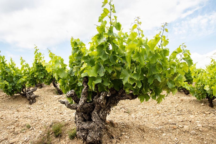 Garnacha/Grenache: a journey through 10 wines