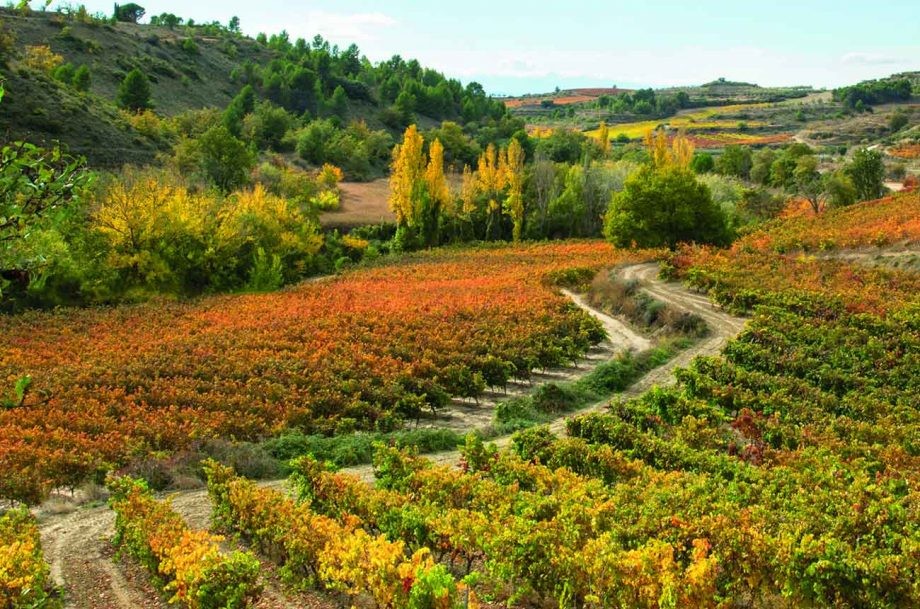 翁达柯雷酒庄（Bodegas Ondarre）：里奥哈风土的开拓者