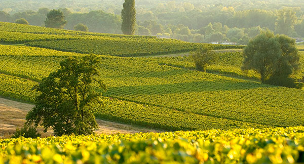 Virtuoso Property Group - Buying a vineyard as a Syndicate