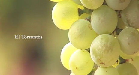 Land of Torrontes