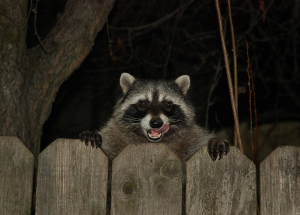 raccoon