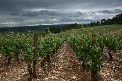 Above Cote de Beaune