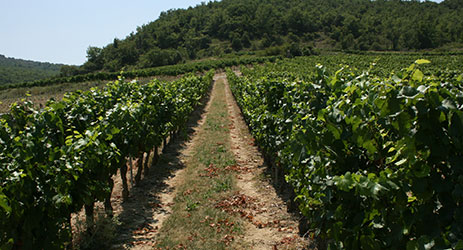 Ardèche Chardonnay vines for Louis Latour