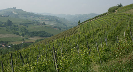 Barbaresco from the vineyards of Punset (in San Cristoforo)