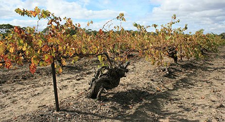 Carrots, celery – and Shiraz