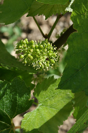 Chablis flowering