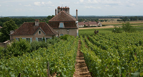 Chardonnay on Cote de Nuits at Domaine de l'Arlot