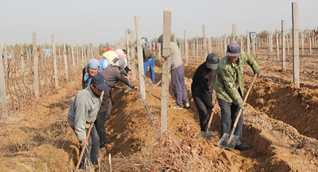 Hansen Organic Vineyards