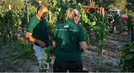 Raventos i Blanc harvest 2015