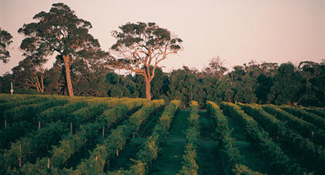 Top red Bordeaux blends of Margaret River 2011 vintage