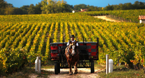 Will all classified Bordeaux be biodynamic in 10 years?