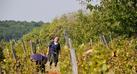 The lost vines of Europe