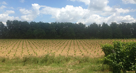 The No Spray Vineyard