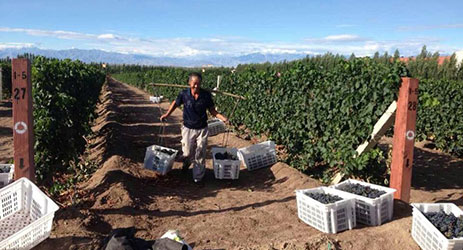 China vineyard planting figure misleading, suggests trade data