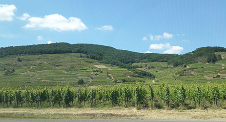 Alsace ‘Premier Cru’